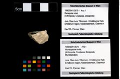 Foto (Objekt + Etikett) von Mundopsidae indet.  (NHMW-GEO-1990-0041-3679)